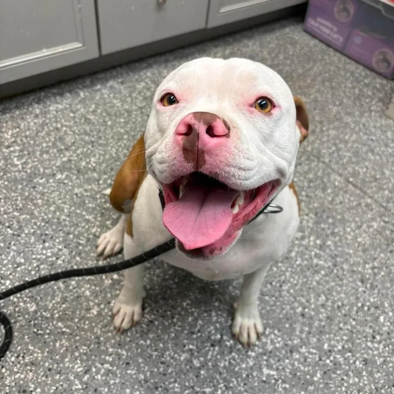 An adult medium-sized female Yellow / Tan / Blond / Fawn Pit Bull Terrier dog named Isabel Avery for adoption in Parkersburg, WV