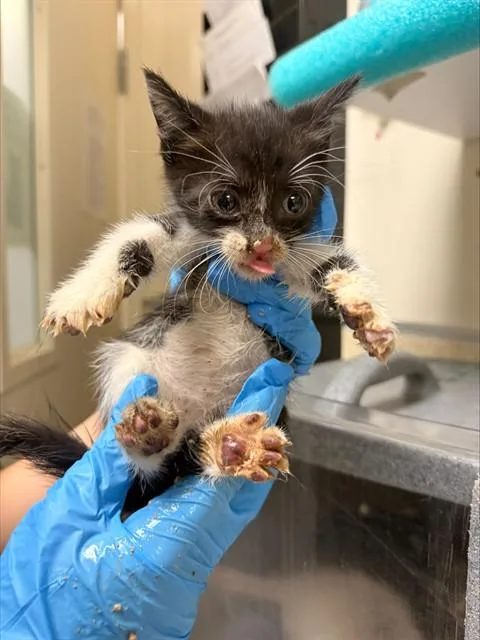 A baby small-sized male Domestic Short Hair cat named Pengi for adoption in Riverside, CA