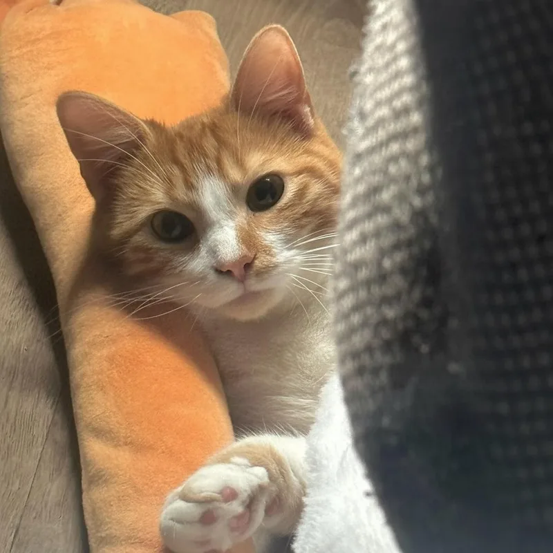 An adult medium-sized male Orange & White Domestic Short Hair cat named Rusty for adoption in Champaign, IL