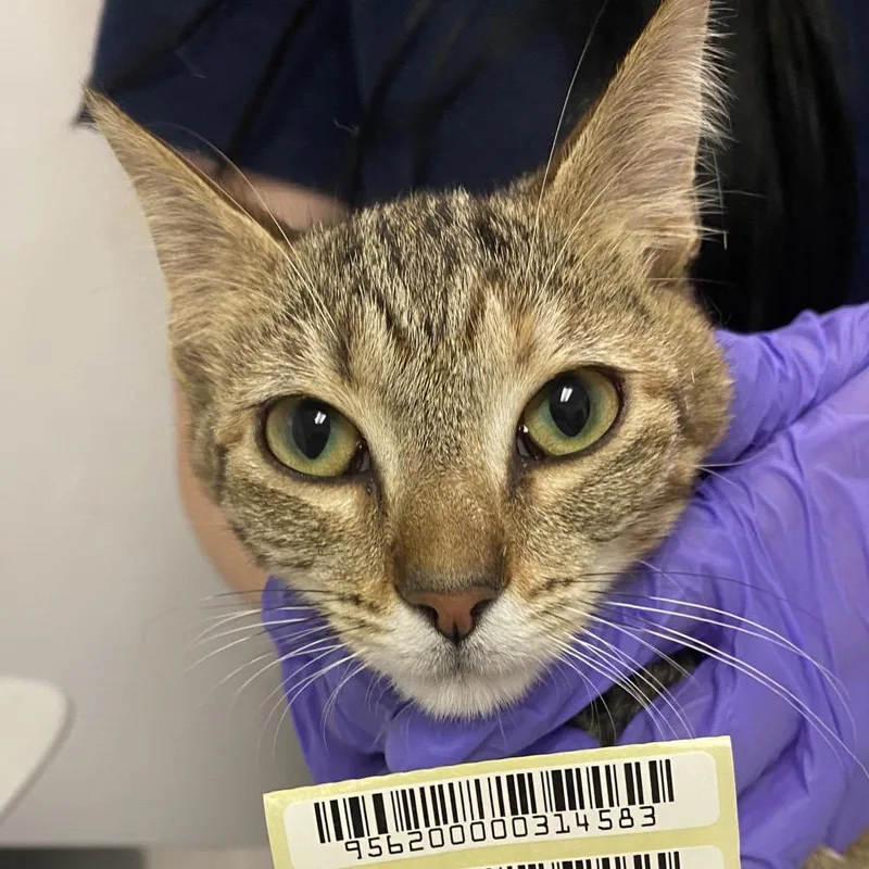 A young small-sized female Domestic Short Hair cat named Harlequin Demon for adoption in Charleston, WV