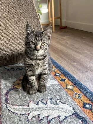A young small-sized female Domestic Short Hair cat named Iris for adoption in Seattle, WA