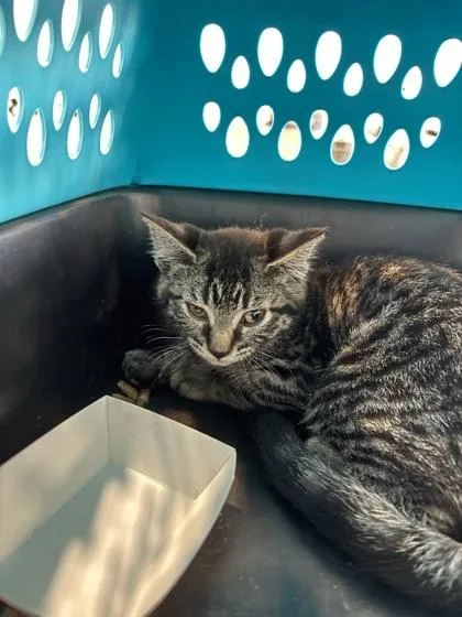 A young small-sized female Domestic Short Hair cat named Iris for adoption in Seattle, WA