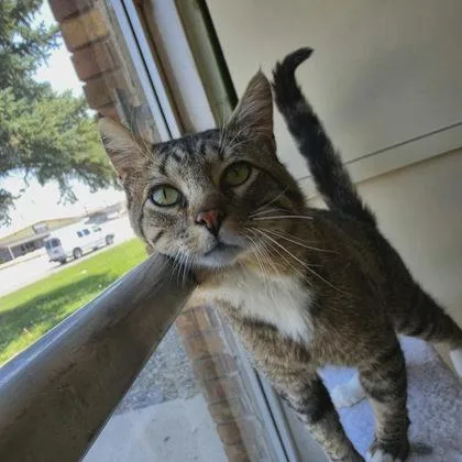 An adult medium-sized male Domestic Short Hair cat named Sir Snuggles for adoption in Scottsbluff, NE