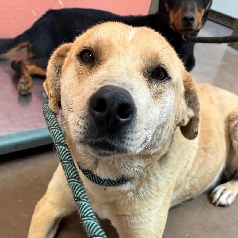 An adult medium-sized male Yellow / Tan / Blond / Fawn Yellow Labrador Retriever dog named Greg for adoption in Flagstaff, AZ