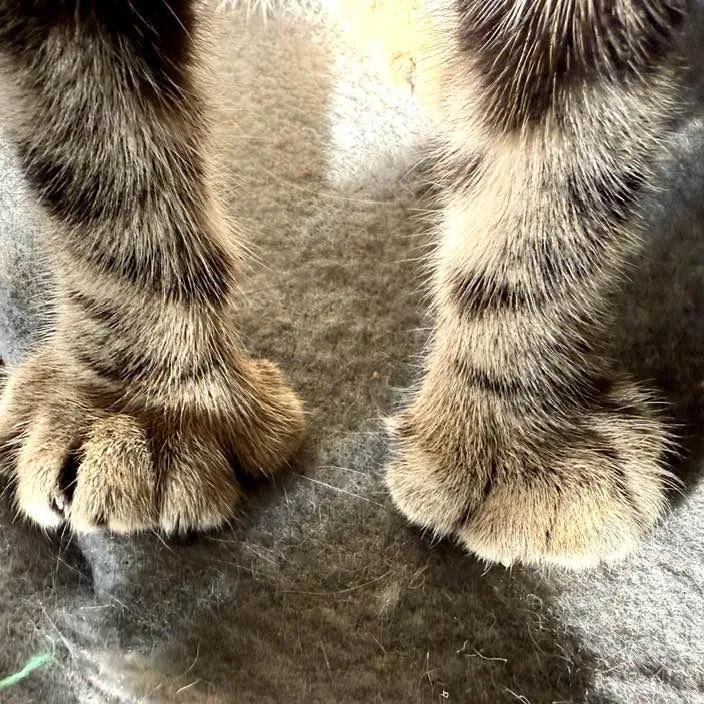 A young medium-sized female Brown / Chocolate Extra-Toes Cat / Hemingway Polydactyl cat named Orbitz for adoption in Los Angeles, CA