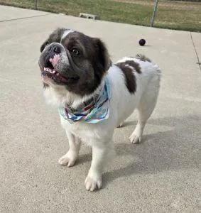 An adult medium-sized male French Bulldog dog named Mochi for adoption in Bucyrus, OH
