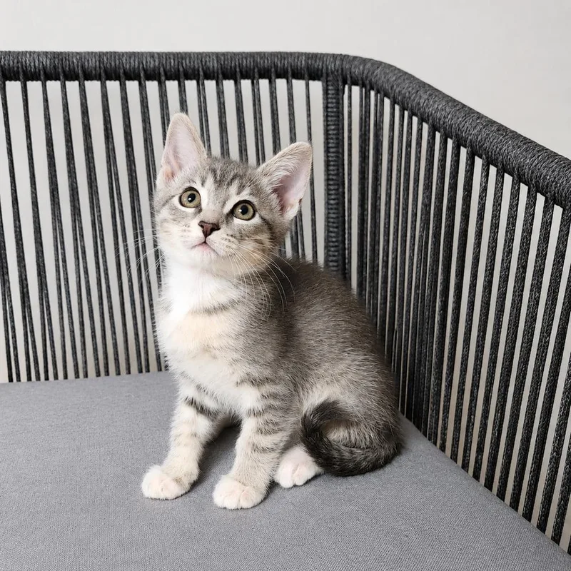 A baby small-sized female Gray / Blue / Silver Domestic Short Hair cat named Berry Monsoon for adoption in Homer Glen, IL