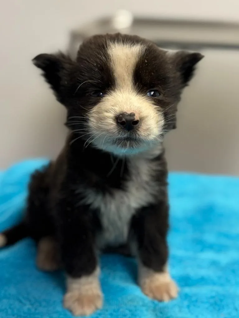 A baby small-sized male Collie dog named Skipper for adoption in Lockhart, TX