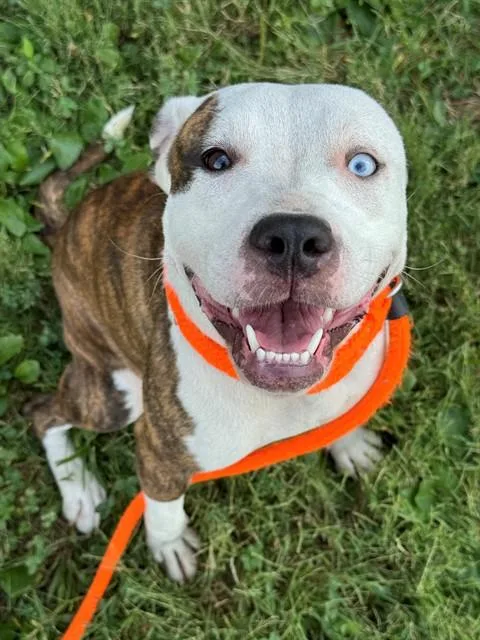 A young medium-sized female Terrier dog named Snookums for adoption in Olivette, MO