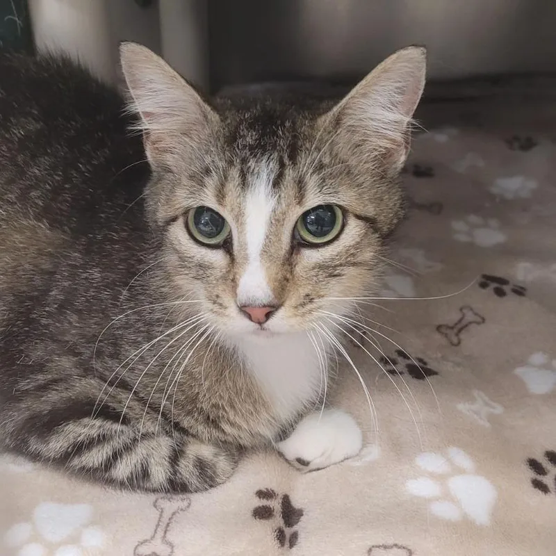 A young small-sized female Brown / Chocolate Domestic Short Hair cat named Seleniumc for adoption in East Saint Louis, IL