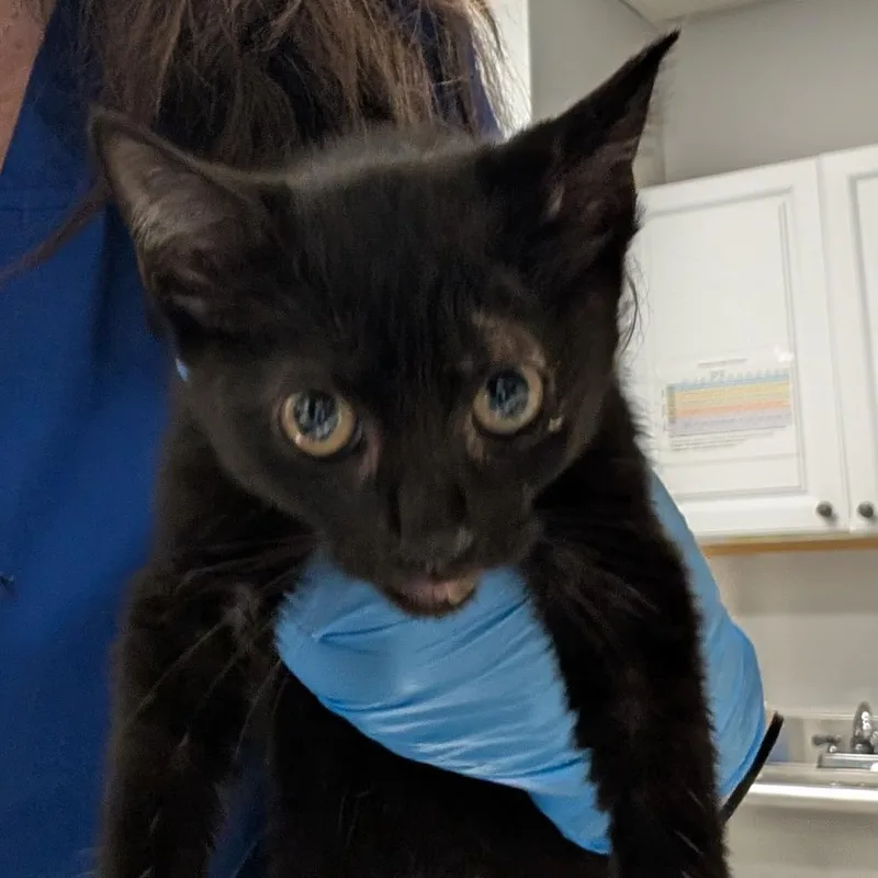 A baby small-sized female Domestic Short Hair cat named Star for adoption in Greenville, SC