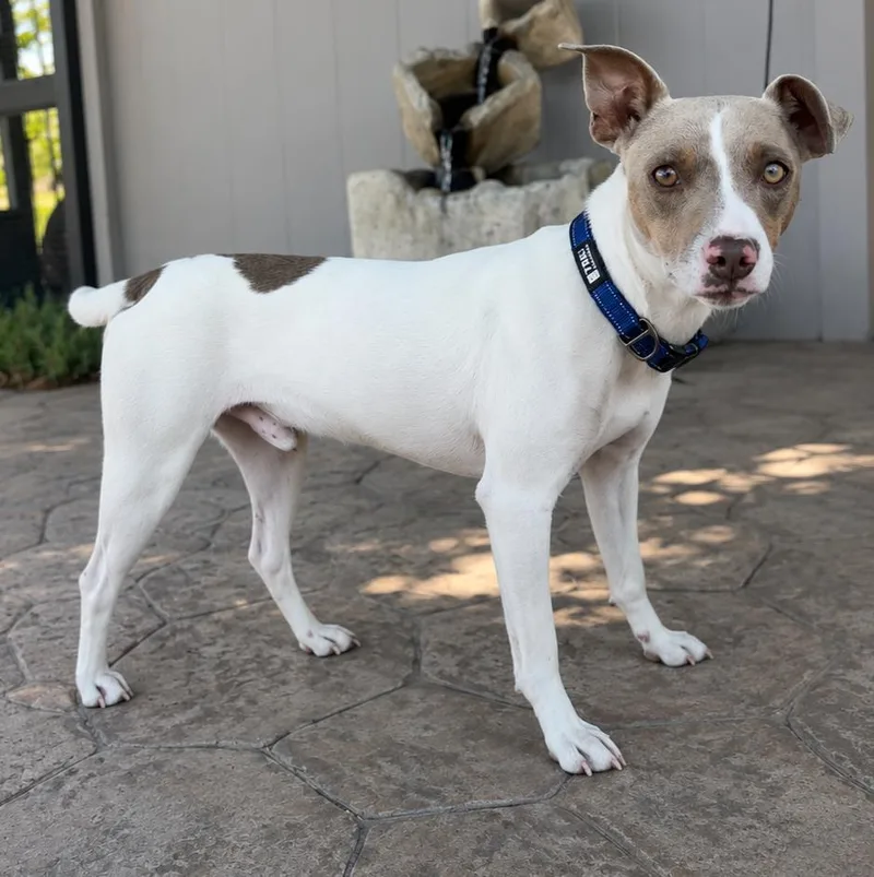 A young small-sized male Tricolor (Brown, Black, & White) Jack Russell Terrier dog named Russ for adoption in Lathrop, CA