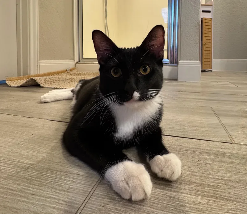 Mittens thumbnail 2