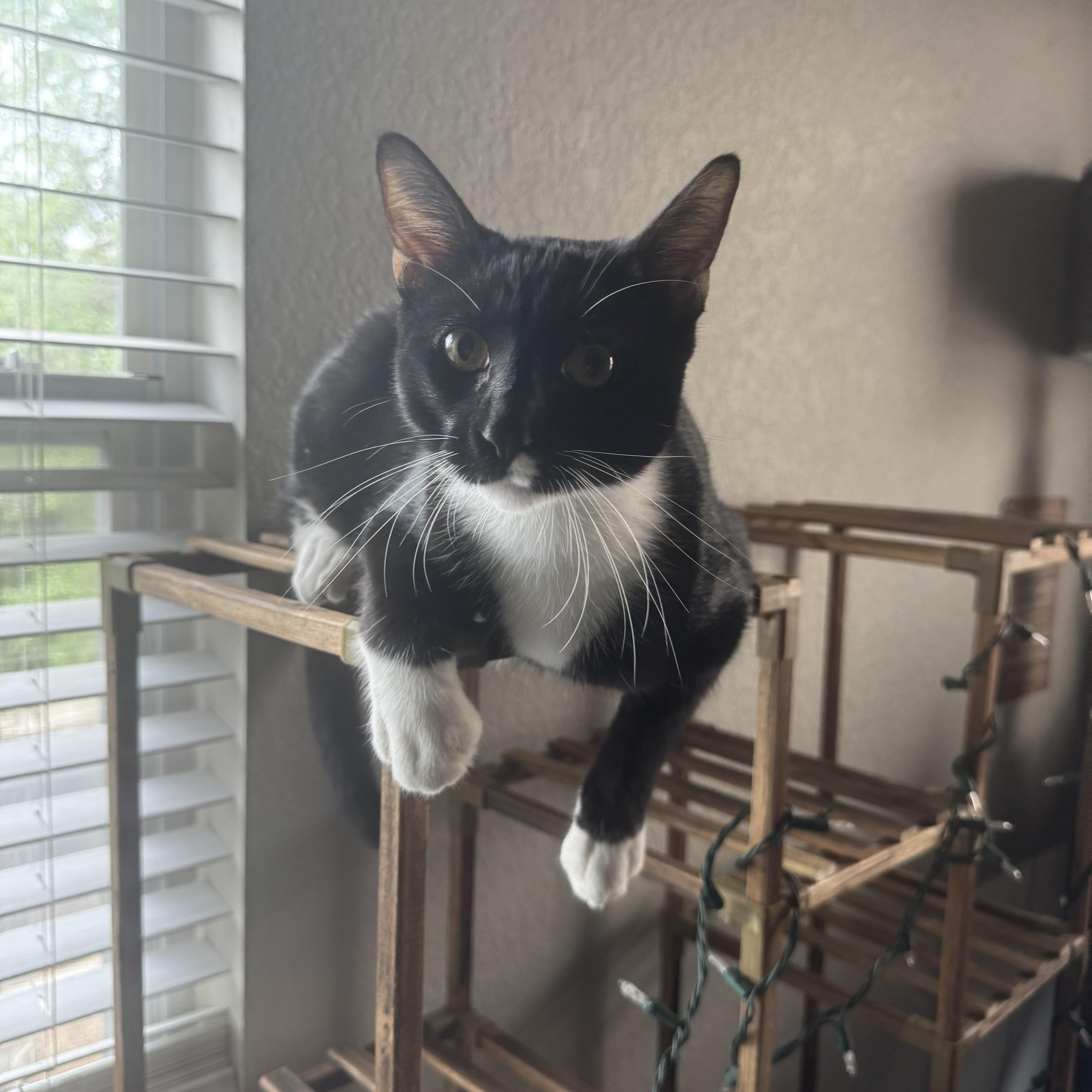 Mittens thumbnail 4