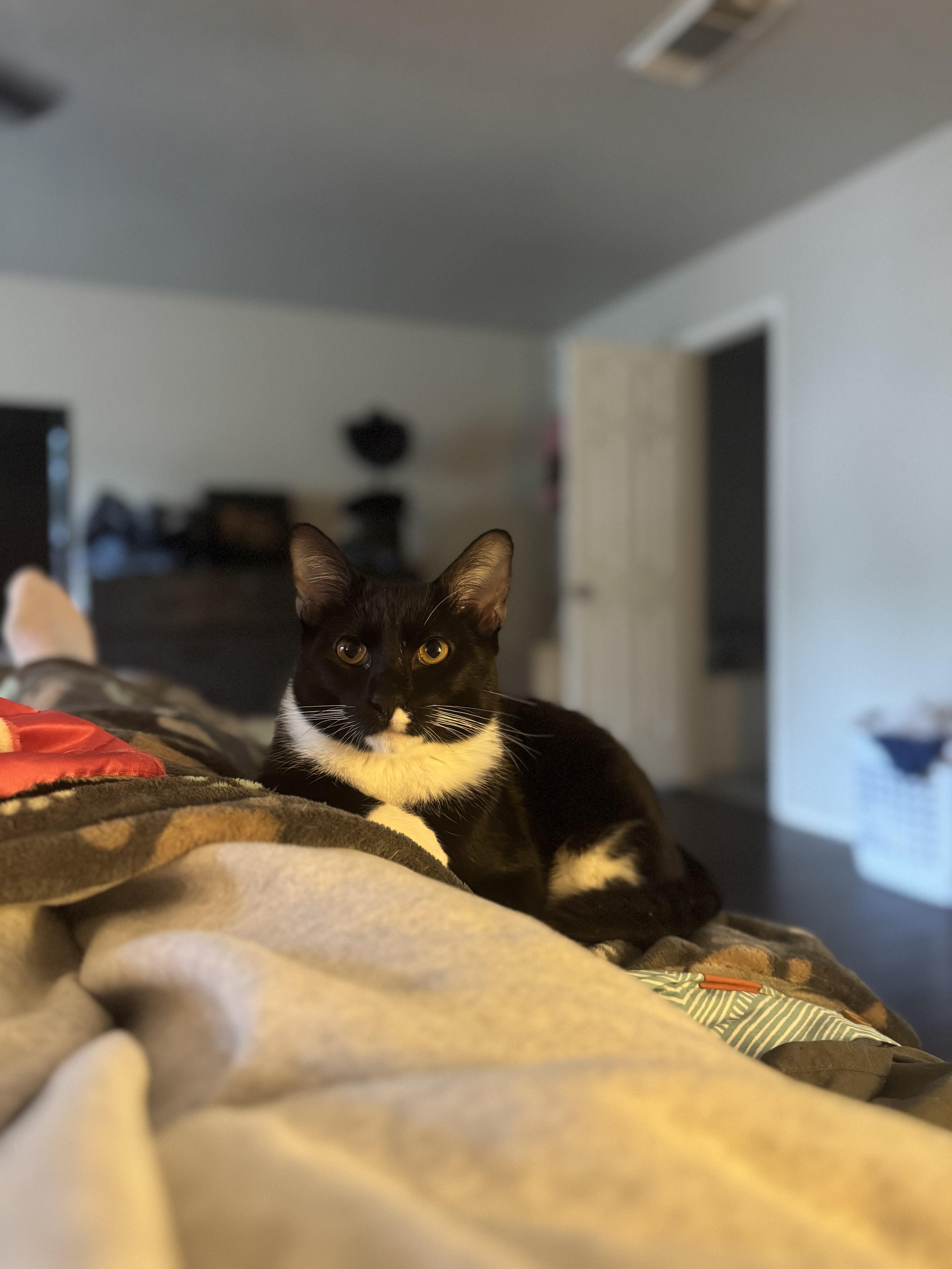 Mittens thumbnail 5