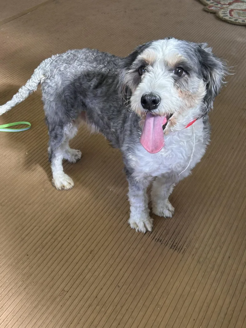 An adult small-sized female Bernedoodle dog named Birdie for adoption in Elyria, OH