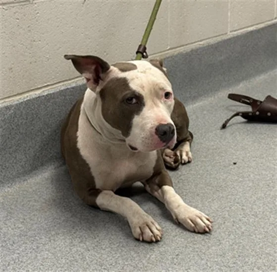 A young medium-sized female Pit Bull Terrier dog named Flower for adoption in Indianapolis, IN
