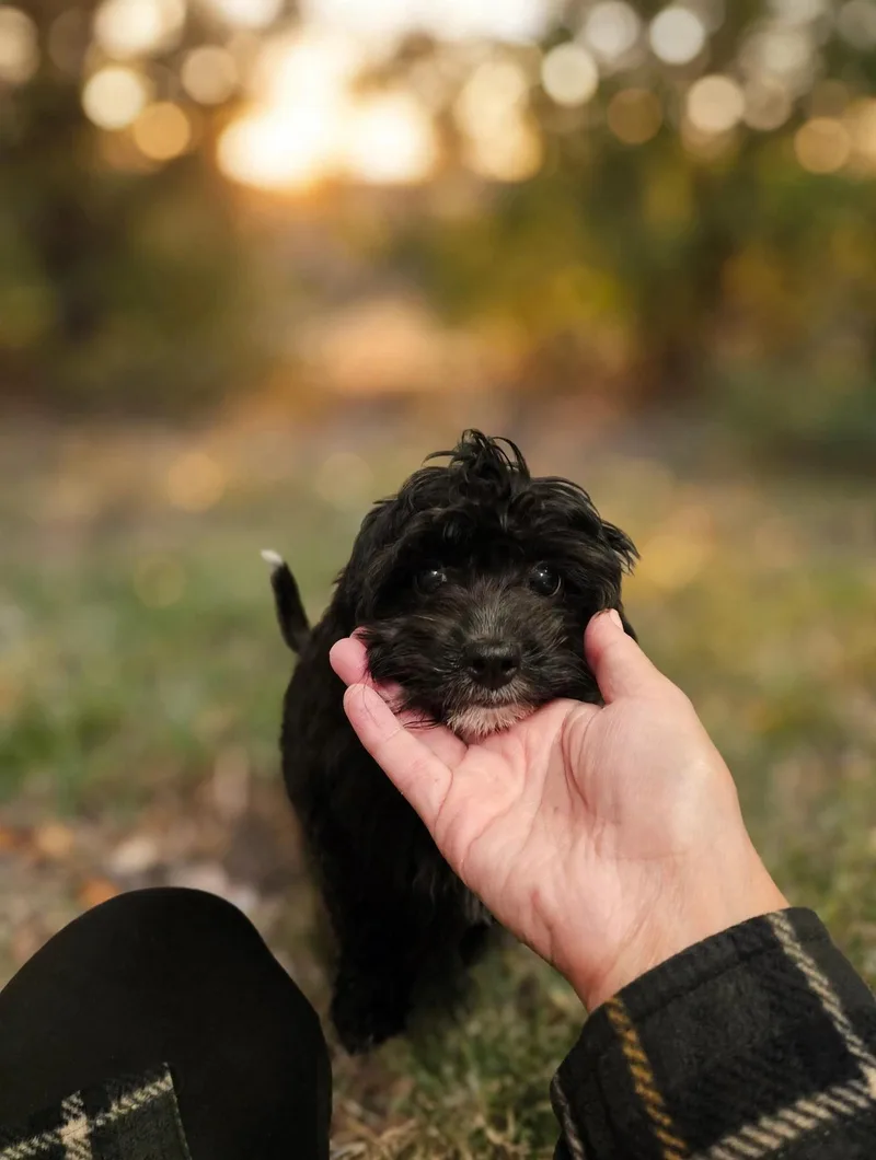 A baby small-sized female Cavachon dog named Pippa for adoption in Union Grove, WI