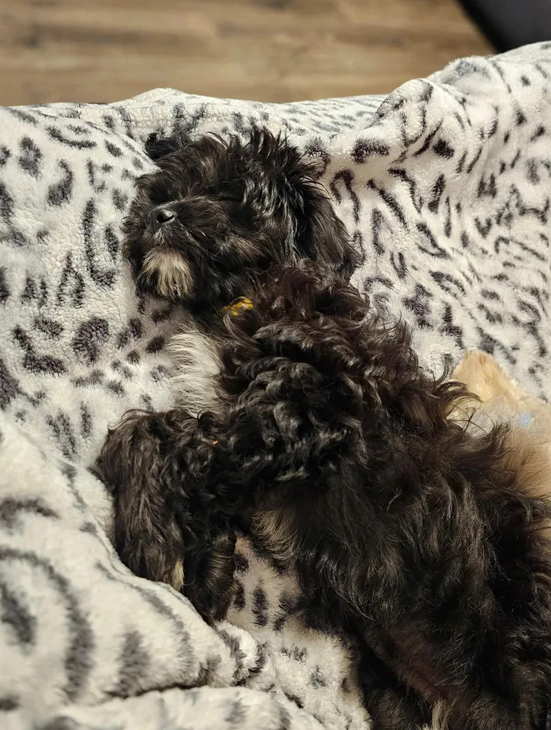 Pippa thumbnail 3