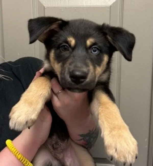 Max