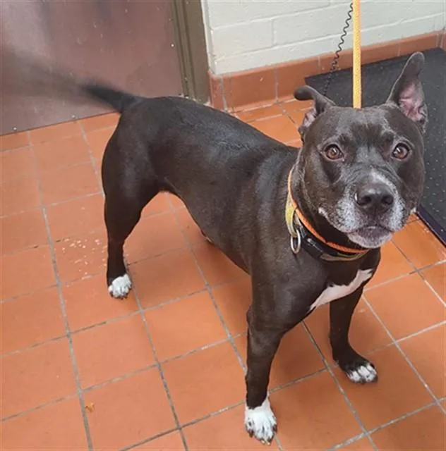 An adult large-sized male Pit Bull Terrier dog named Cherry for adoption in Camarillo, CA
