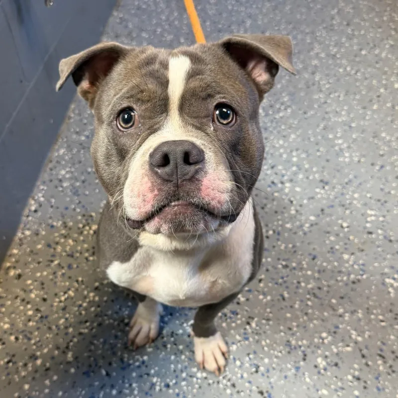 A young medium-sized male Gray / Blue / Silver Pit Bull Terrier dog named Sarge for adoption in Tuscaloosa, AL