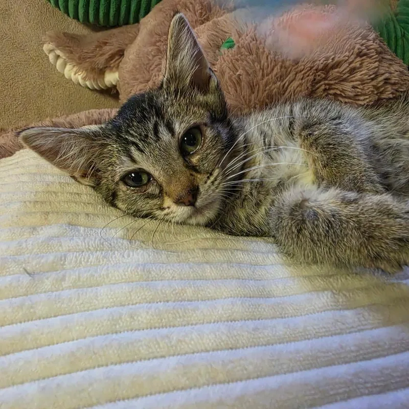 A baby medium-sized male Tabby (Gray / Blue / Silver) Domestic Short Hair cat named Pixel for adoption in Graham, WA