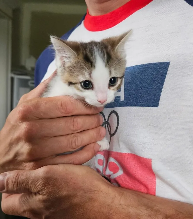 A baby medium-sized female Domestic Short Hair cat named Twix for adoption in China Township, MI