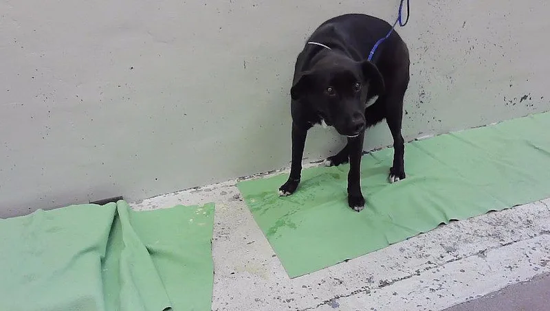 An adult medium-sized male Staffordshire Bull Terrier dog named Jellybean for adoption in Houston, TX