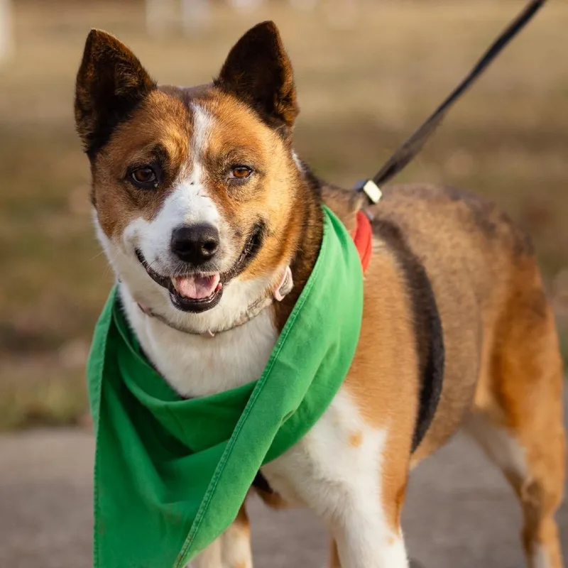 An adult medium-sized female Brown / Chocolate Cardigan Welsh Corgi dog named Katty for adoption in Evansville, IN