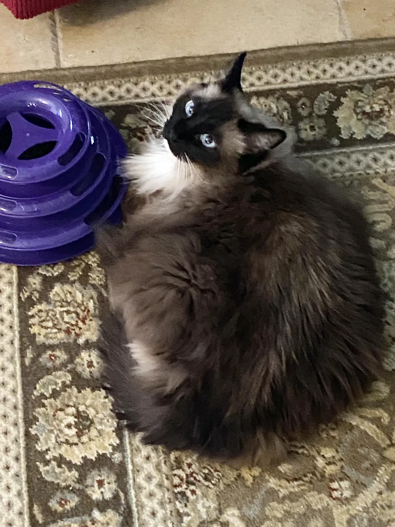 An adult large-sized female Ragdoll cat named Daisy for adoption in Lake Monroe, FL