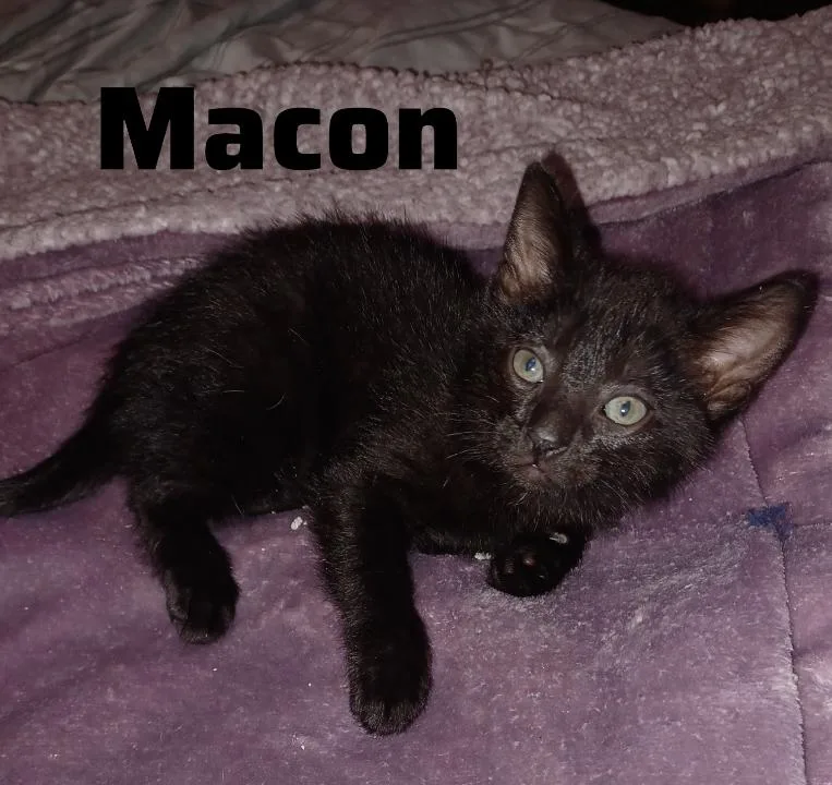 Macon
