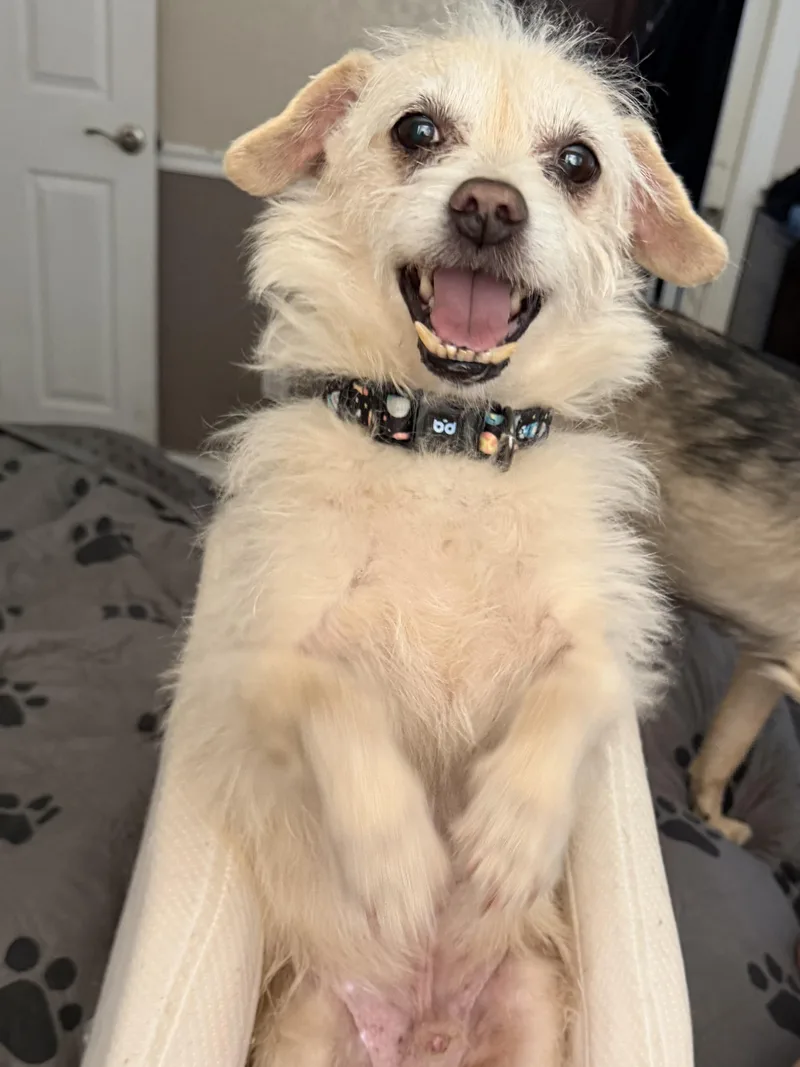 A senior small-sized male Terrier dog named Julian for adoption in Redding, CA