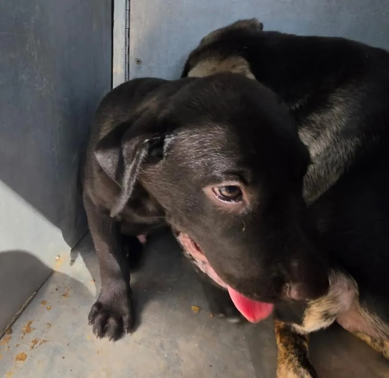 A young small-sized male Black Mixed Breed dog named Jonah for adoption in Mobile, AL
