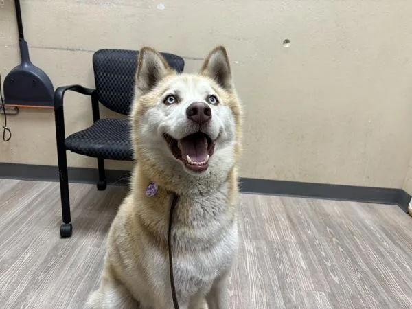 An adult large-sized male Siberian Husky dog named Rojo for adoption in Oceanside, CA