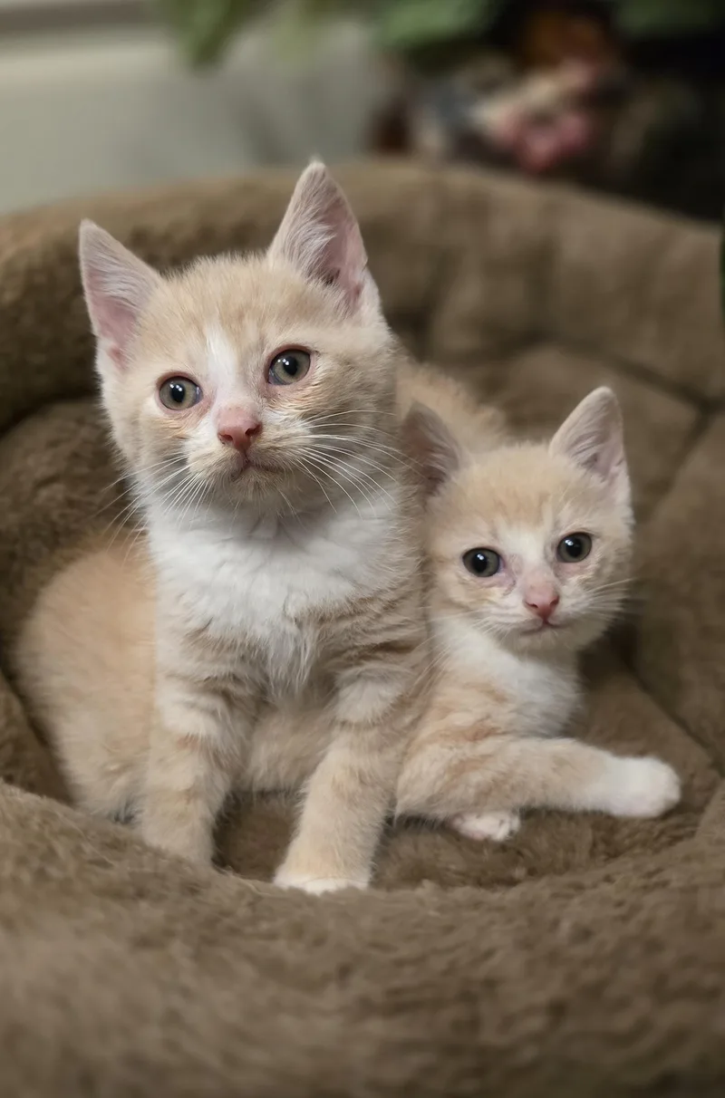 A baby medium-sized male Orange & White American Shorthair cat named Phoebe for adoption in Avondale, PA