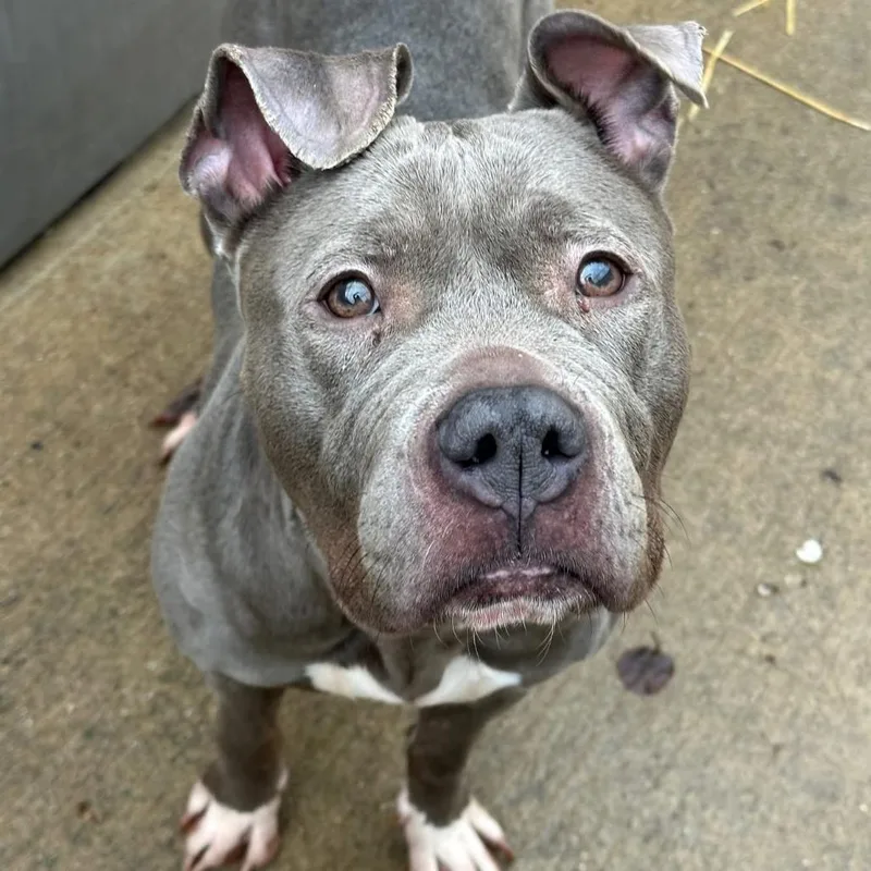 An adult small-sized female Gray / Blue / Silver Pit Bull Terrier dog named Dorothy ~ Coming Soon!!! for adoption in Chicago, IL
