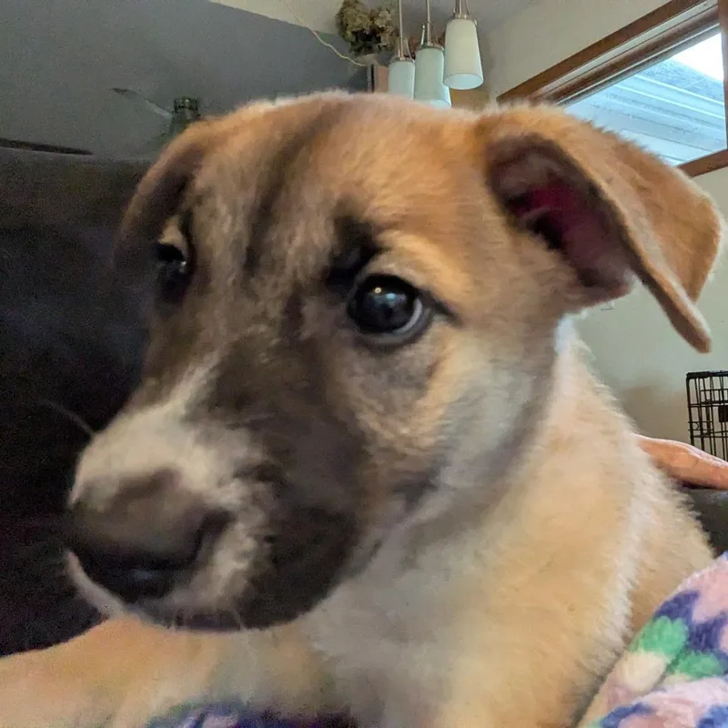 A baby medium-sized female Labrador Retriever dog named Patty D for adoption in Minnetonka, MN