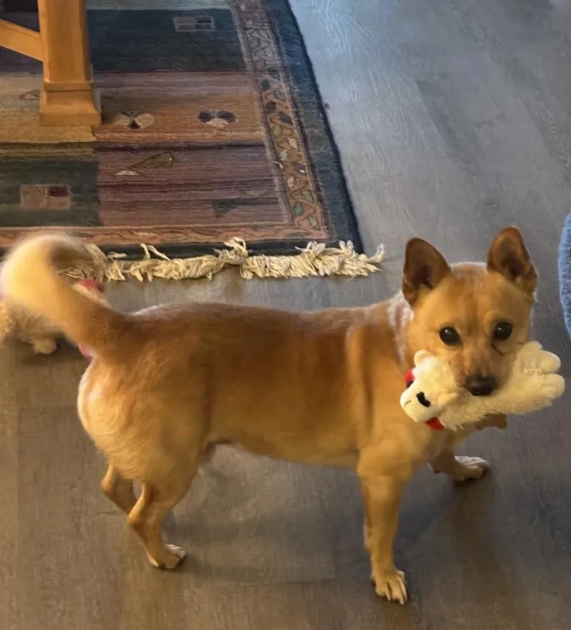 An adult small-sized male Golden Corgi dog named Kaboodle for adoption in Davis, CA