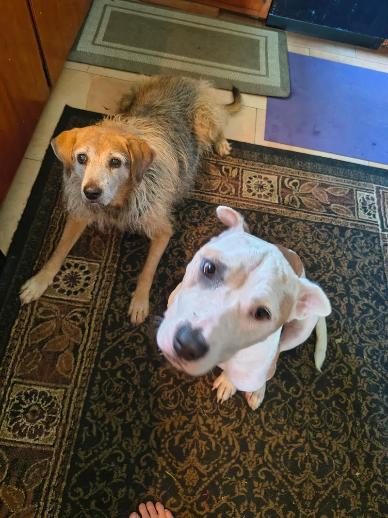 An adult medium-sized female Apricot / Beige Pit Bull Terrier dog named Tula for adoption in Kansas City, MO