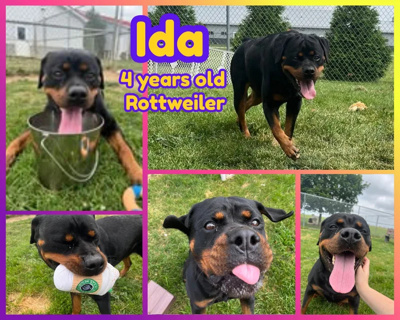 Ida