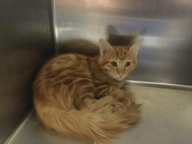 A young small-sized male Domestic Medium Hair cat named Garfield for adoption in Thousand Palms, CA
