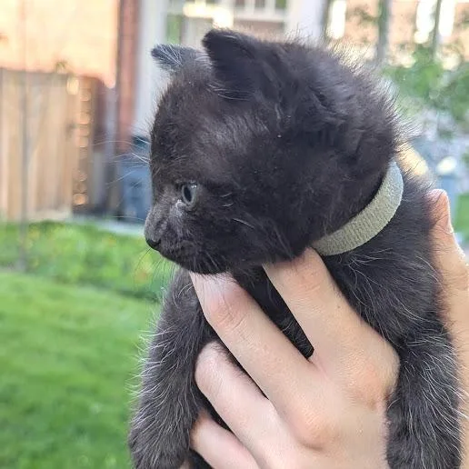 A baby small-sized male Black Domestic Short Hair cat named Blackberry for adoption in Johnstown, PA