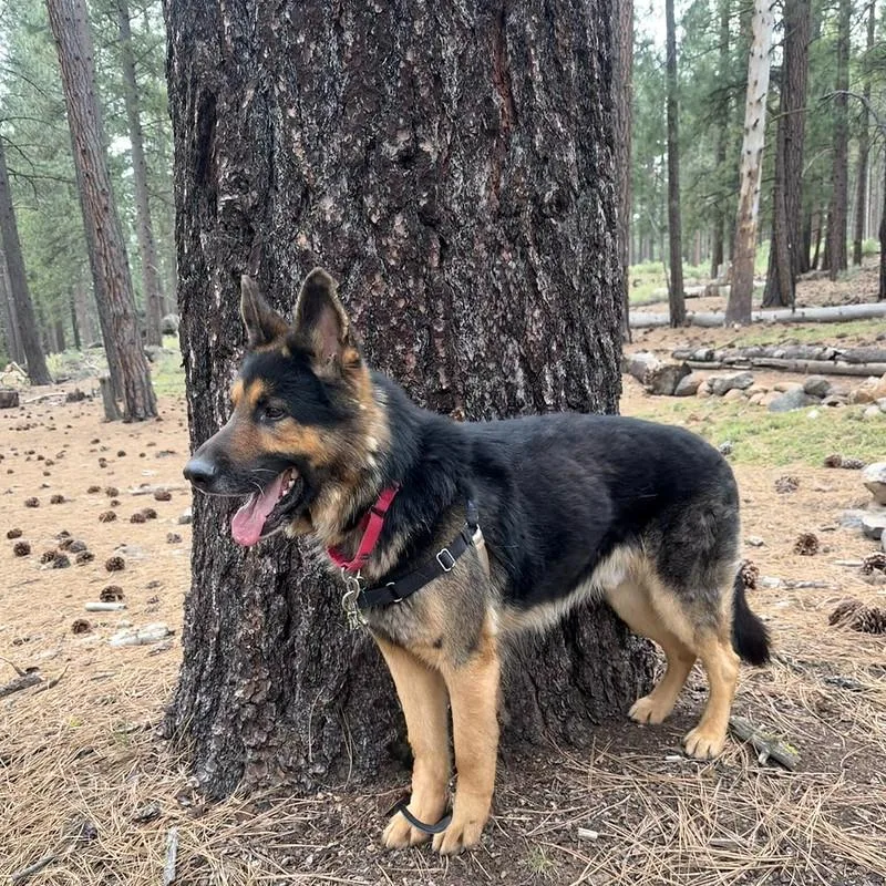 An adult large-sized male Bicolor Mixed Breed dog named Chief for adoption in Truckee, CA