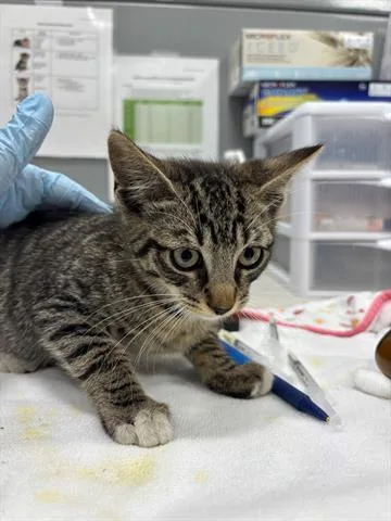 A baby small-sized male Domestic Short Hair cat named Lotso for adoption in San Martin, CA