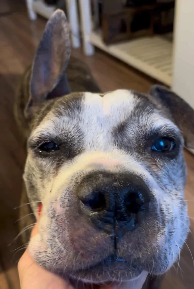 A senior medium-sized female Brindle Bulldog dog named Zoe for adoption in Brooklyn, NY