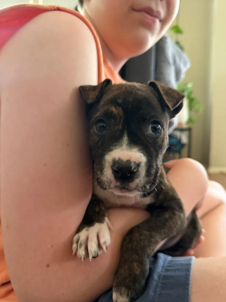 A baby medium-sized female Brindle Pit Bull Terrier dog named Fajita for adoption in Austin, TX