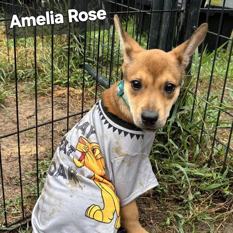A young medium-sized female Brown / Chocolate Shepherd dog named Amelia Rose for adoption in Livingston, TX