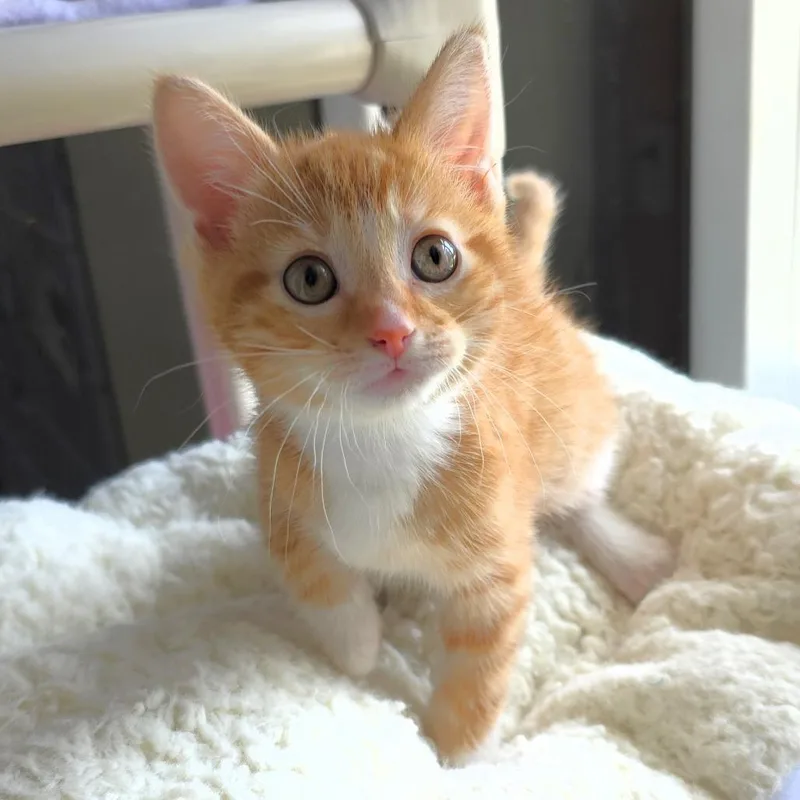 Enzo