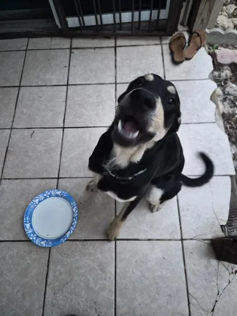 A young large-sized male Hound dog named Bubby for adoption in San Antonio, TX